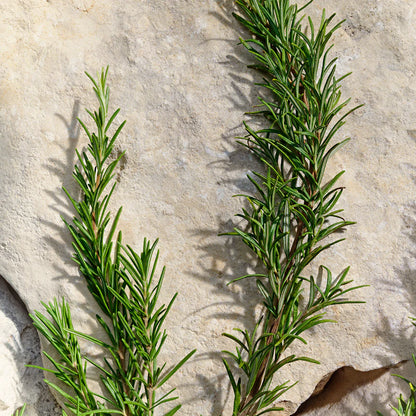 Light Blue Pour Homme - EDT - 100ml